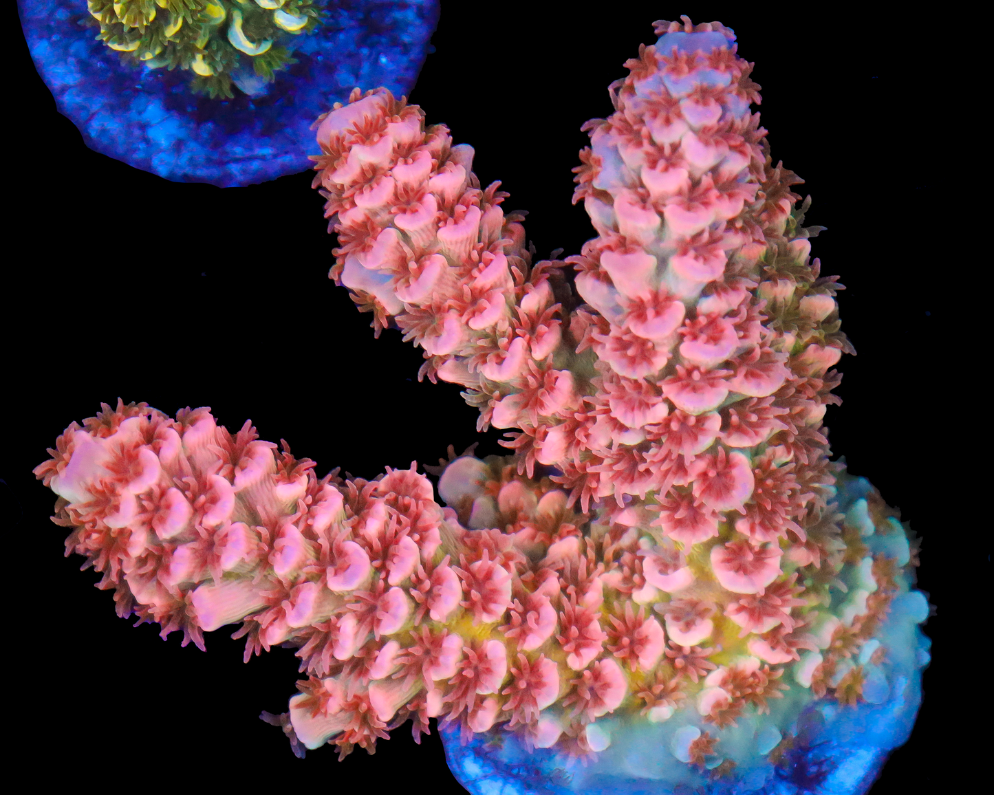 818'S LOVE POTION TENUIS