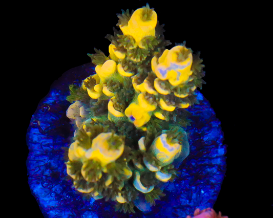818'S BLUEBERRY SPLICE SMALL