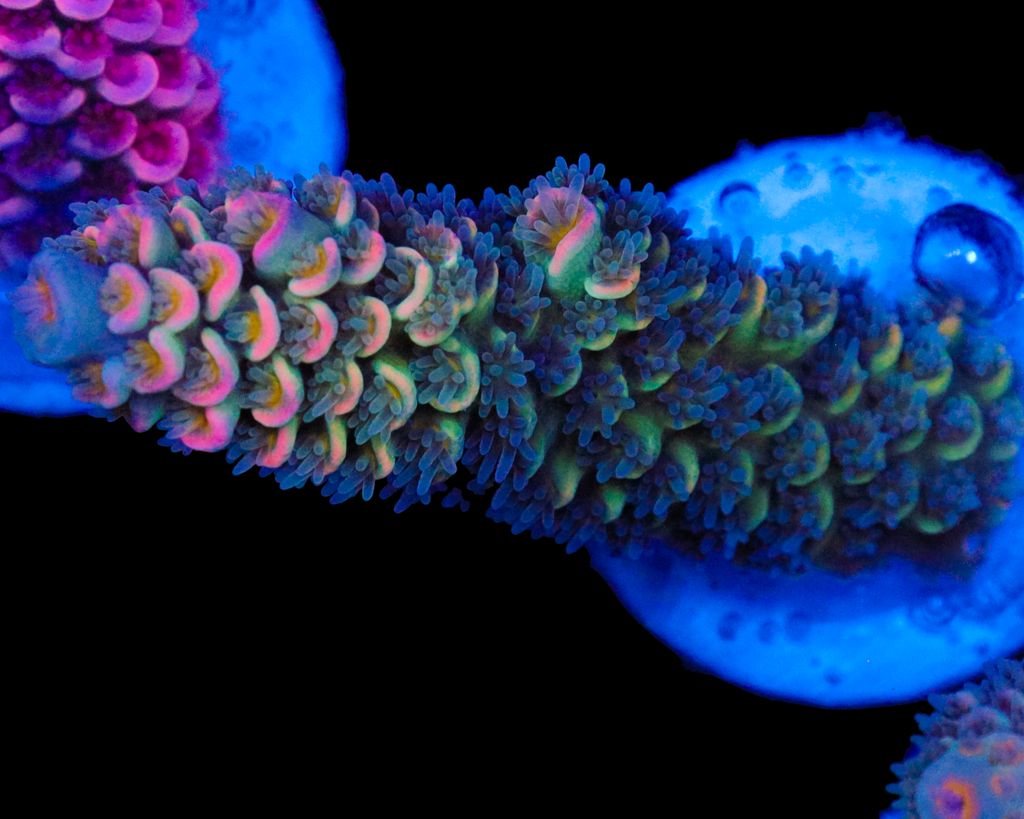 818'S GLOWBUG TENUIS NEW RELEASE