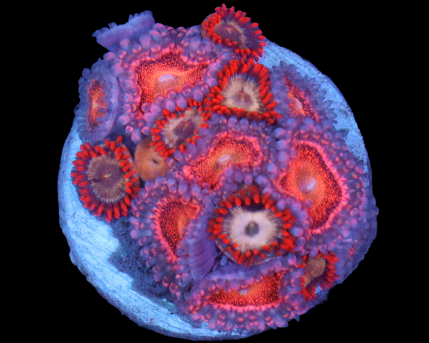 MOWHAWK ZOAS