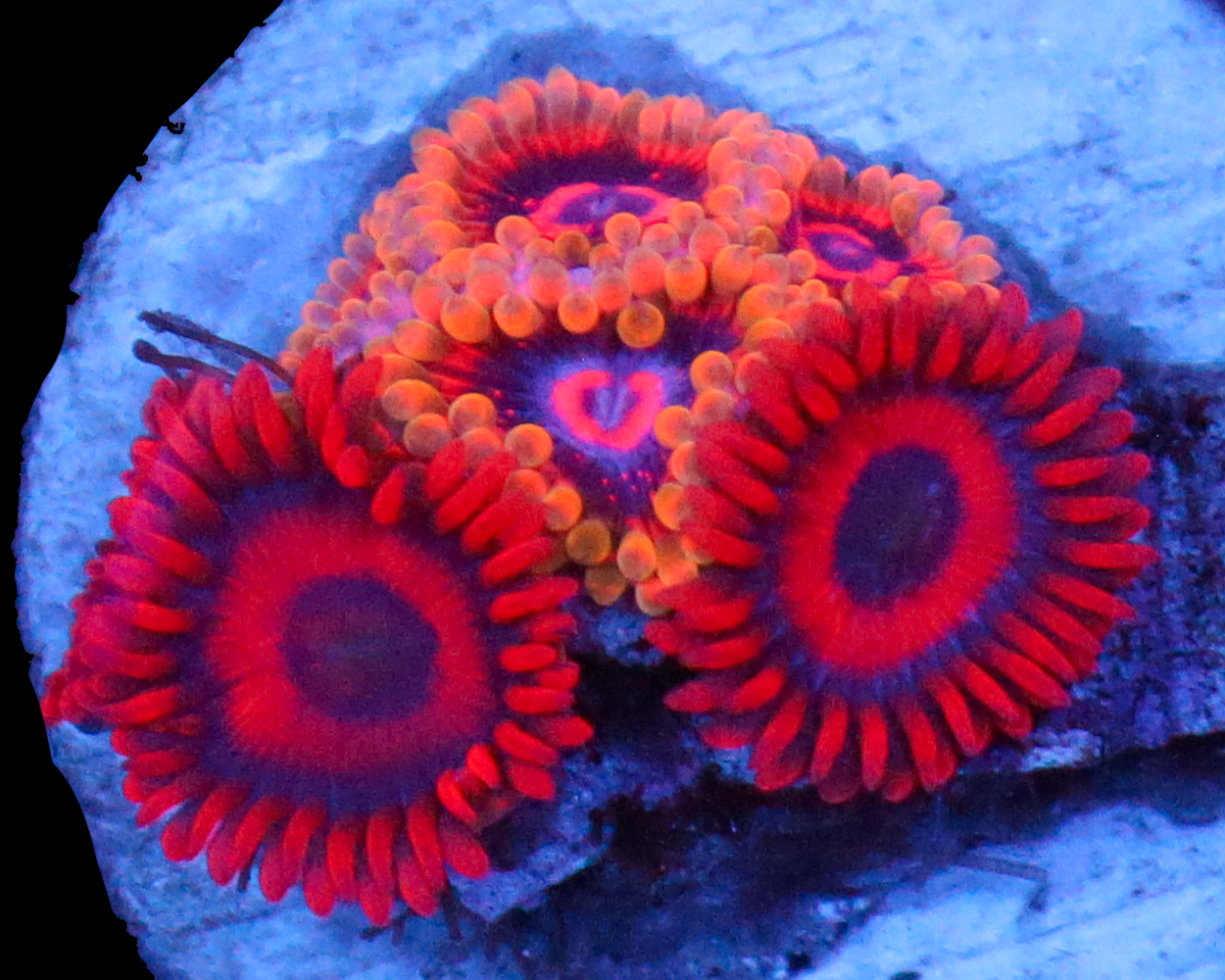 MIND TRICK ZOA COMBO