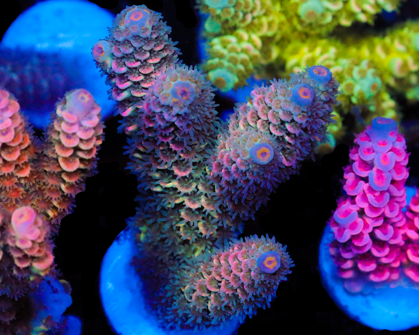 818'S STARLIGHT TENUIS MINI COLONY