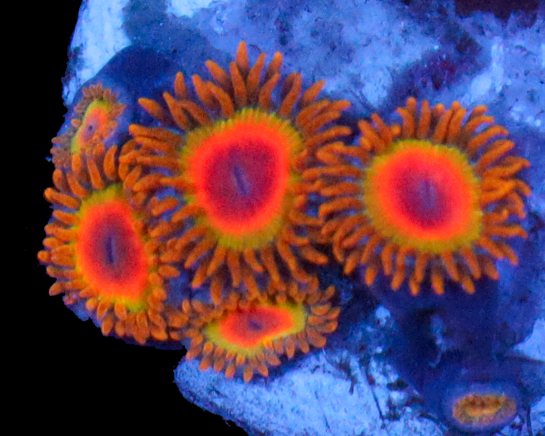 RASTA ZOAS