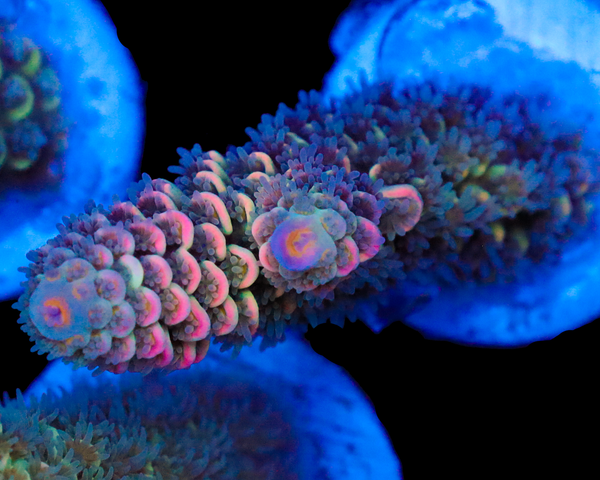 818'S GLOWBUG TENUIS