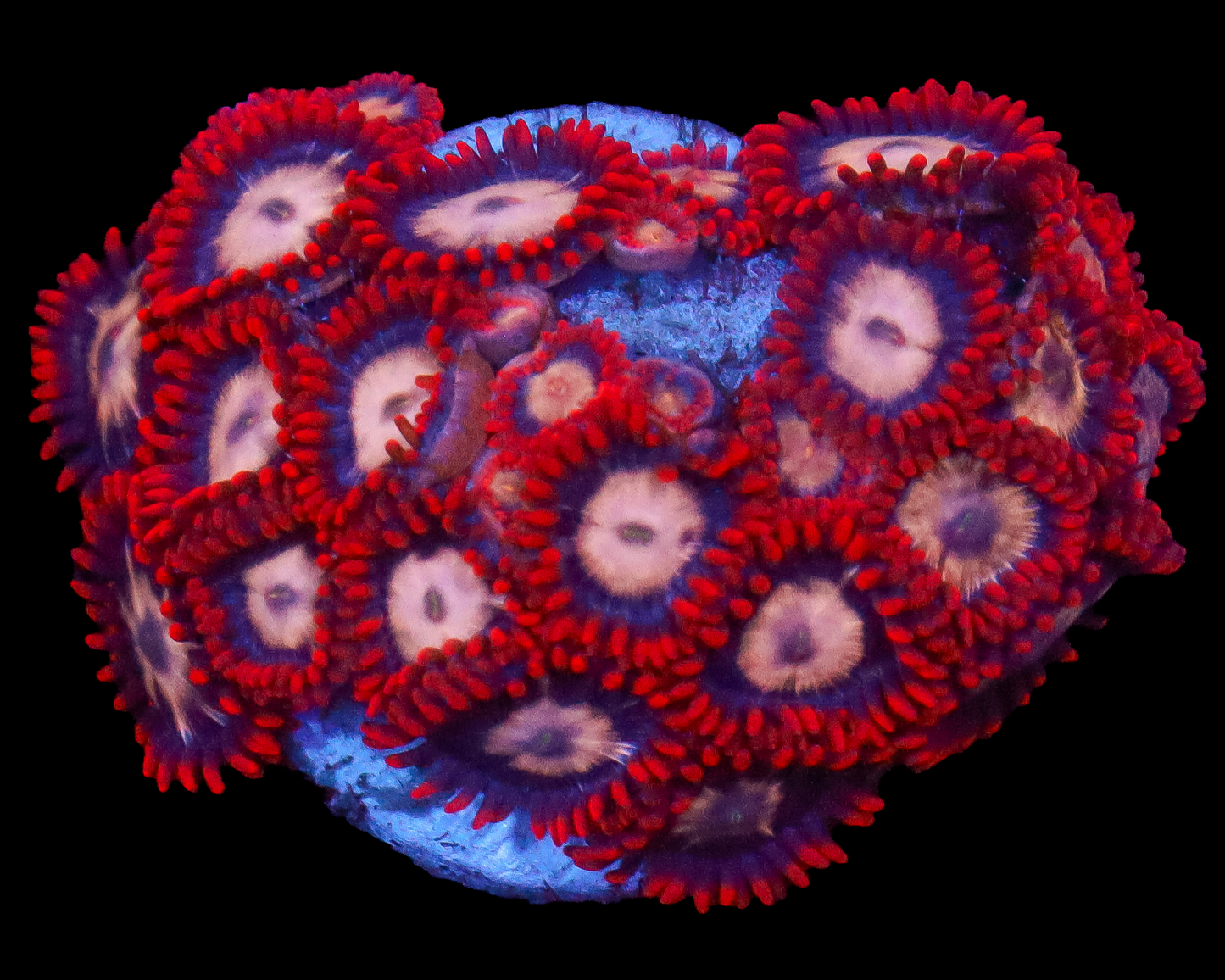 MULTICOLOR ZOAS