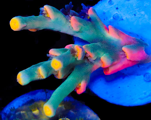 818'S HYPER CRUSH SPECIOSA