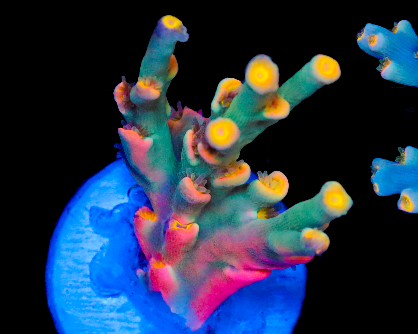 818'S HYPER CRUSH SPECIOSA