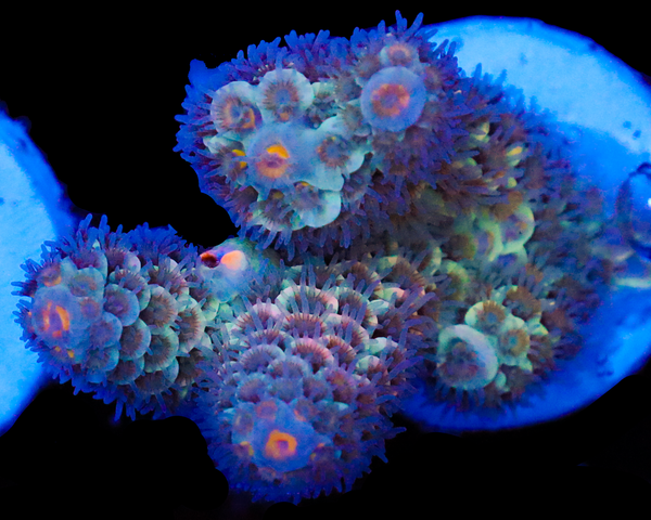 NEW RELEASE MALAYSIAN TENUIS