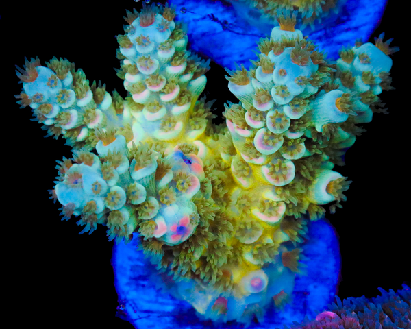 818'S TROPICALI TENUIS