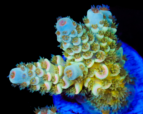 818'S TROPICALI TENUIS