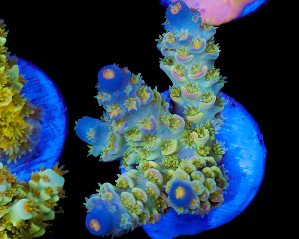 818'S PIPELINE TENUIS AQUACULTURED