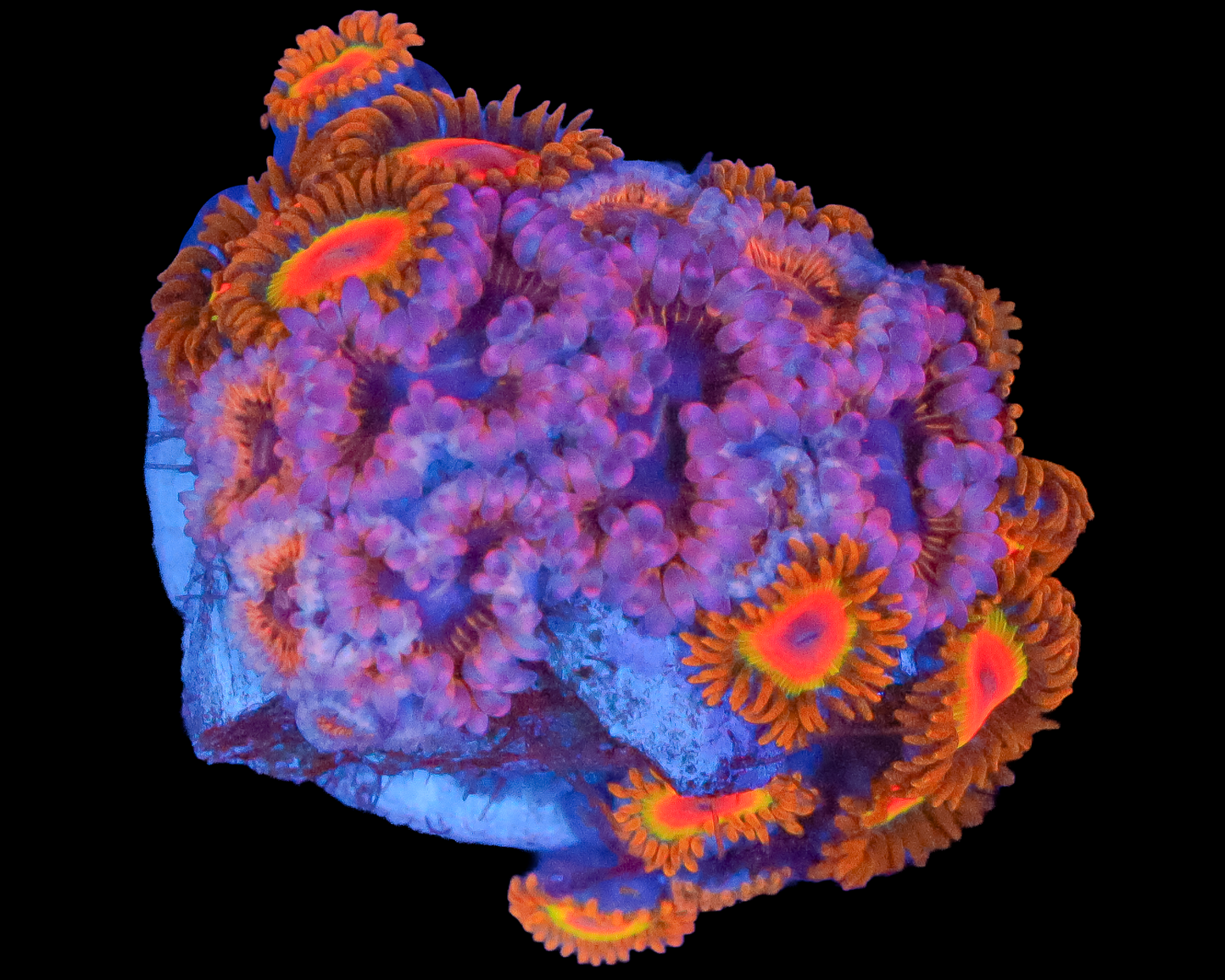 ZOA COMBO