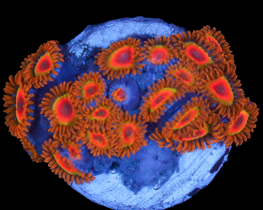 RASTA ZOAS