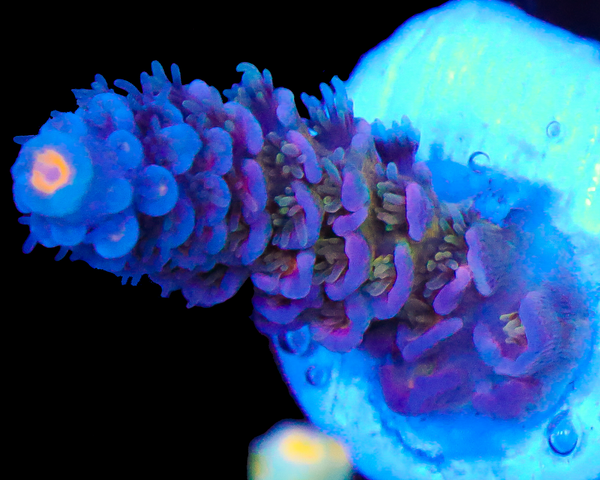 818'S SIN CITY TENUIS SMALL AQUACULTURED