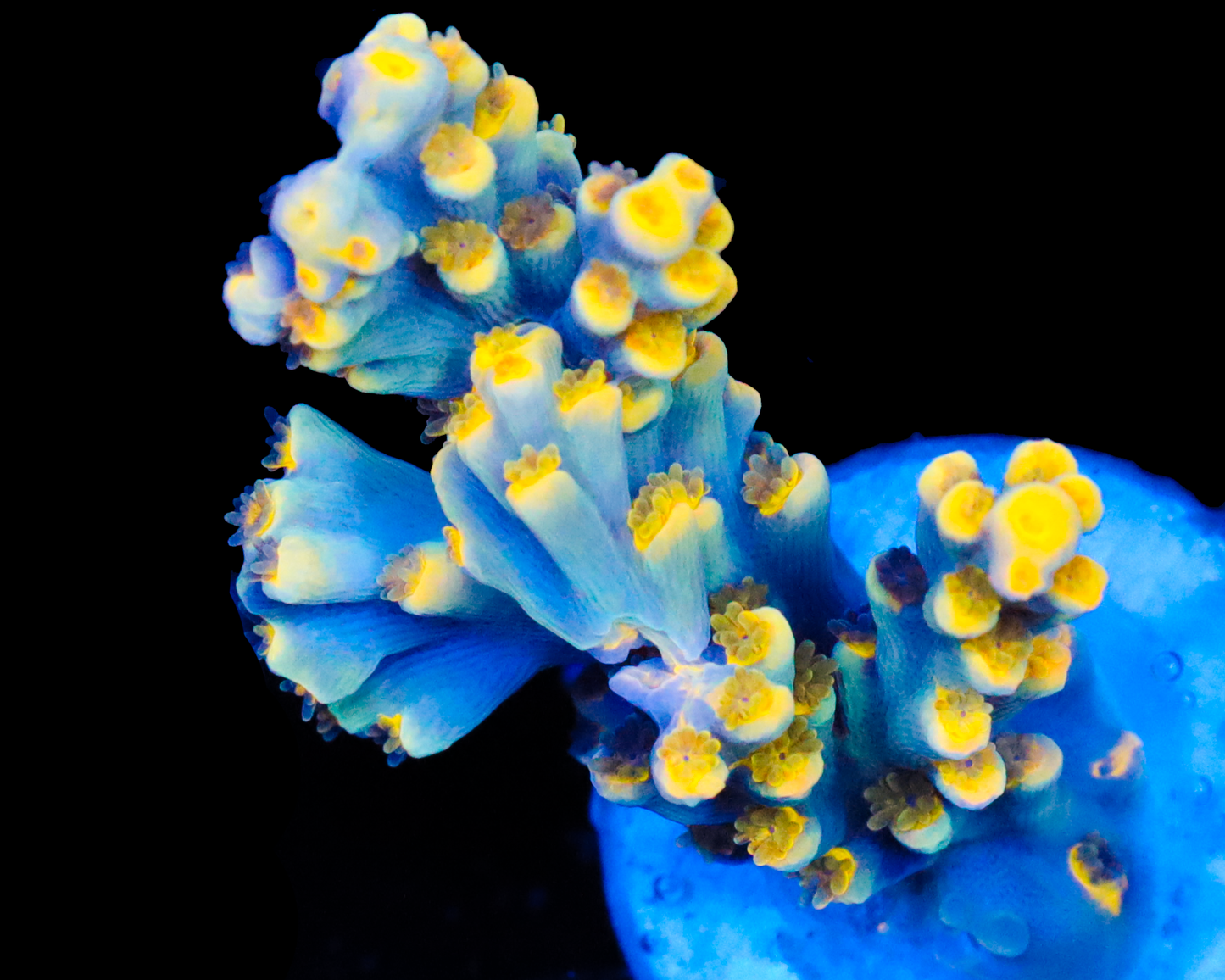 818'S CANDY JACK SPECIOSA