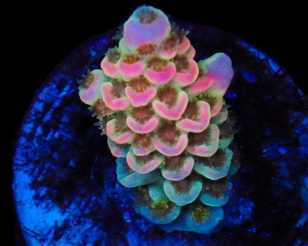 818'S MALIBU BARBIE TENUIS AQUACULTURED