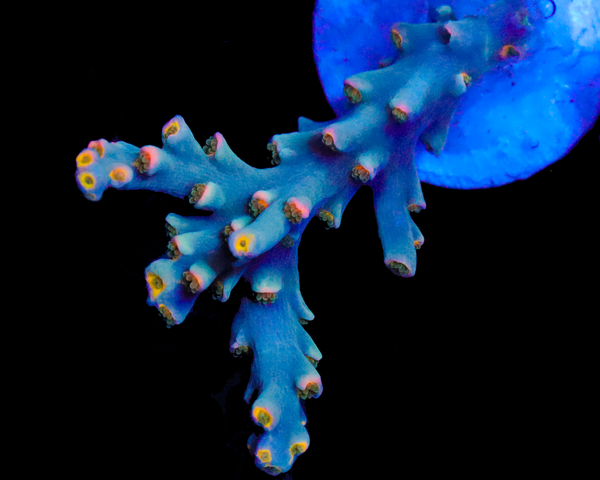 818'S BIG WAVE SPECIOSA