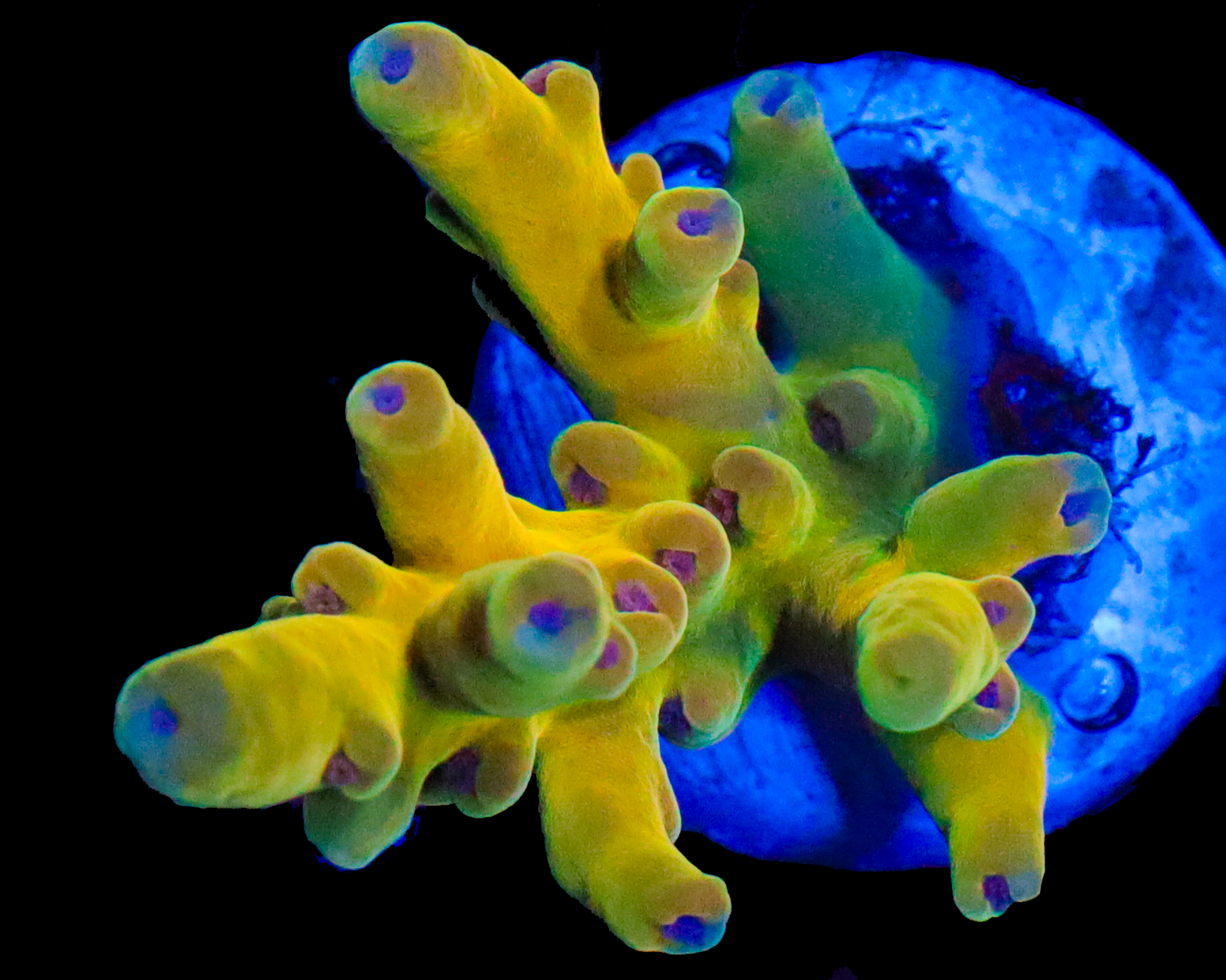 818'S LEMON LIME LOKANI