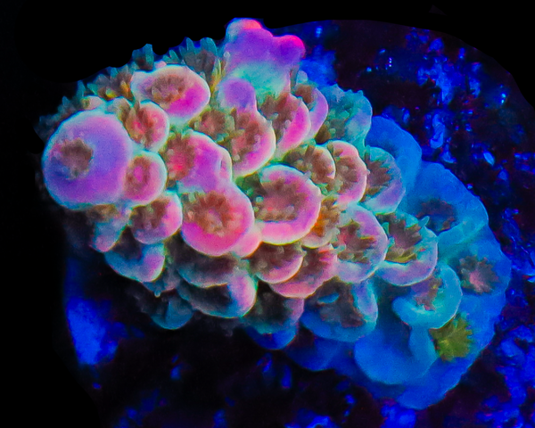 818'S MALIBU BARBIE TENUIS AQUACULTURED