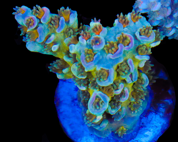 818'S SOURBERRY TENUIS AQUACULTURED