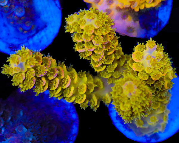 818'S LEMON CHERRY TENUIS CHUNK