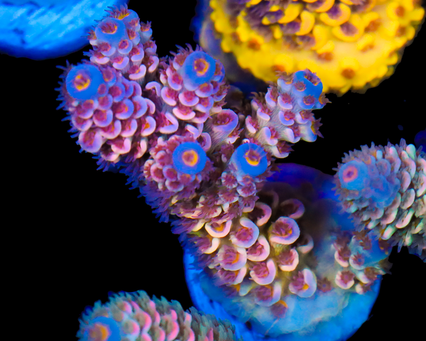 818'S COOKIES N CREAM TENUIS