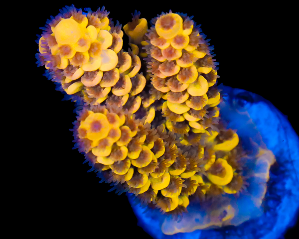 818'S LEMONBERRY SPLICE GRAFTED