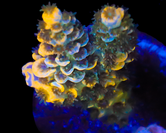 818'S BLUEBERRY SPLICE SMALL