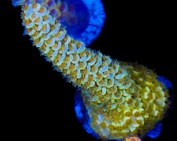 NEW RELEASE MALAYSIAN TENUIS