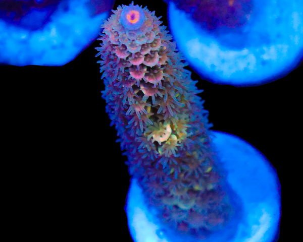 NEW RELEASE MALAYSIAN TENUIS