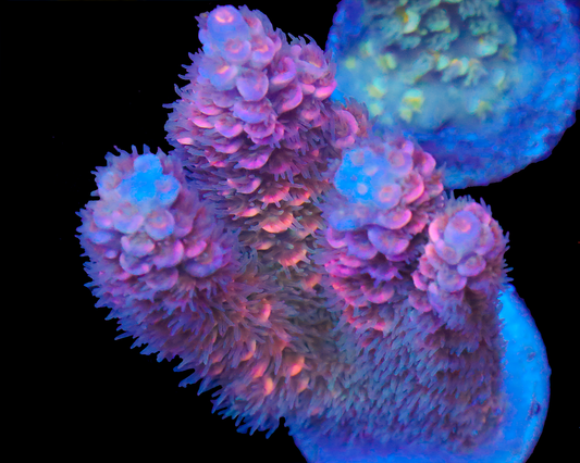 818'S PINK PUNCH MINI COLONY