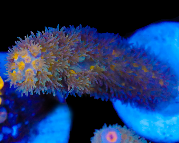 818'S RAINMAKER TENUIS