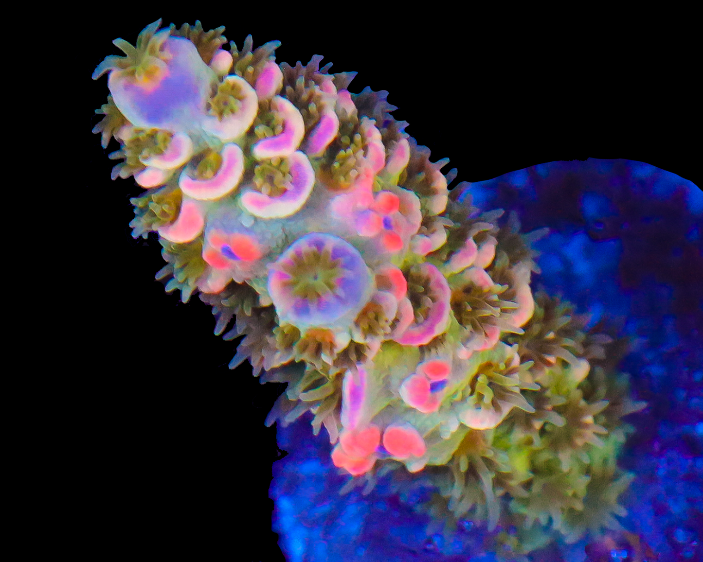 818'S BERRY BLAST TENUIS