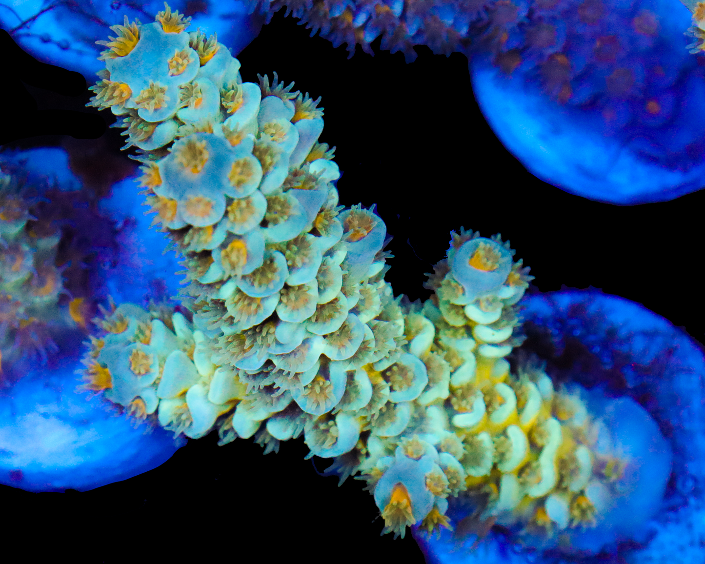 818'S SUB ZERO TENUIS