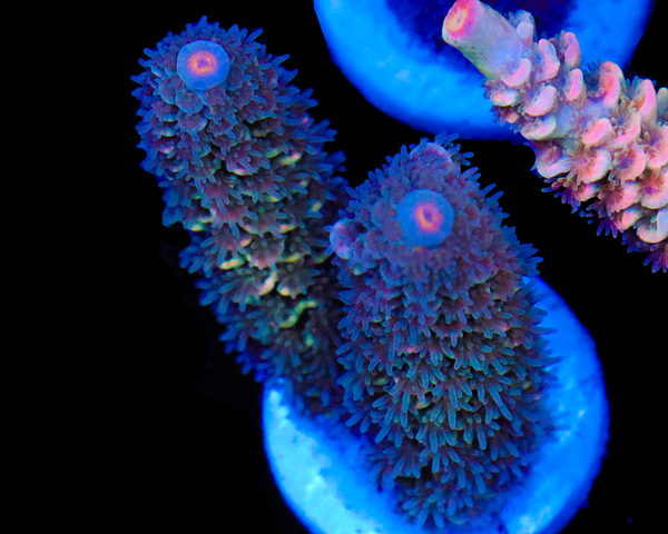 NEW RELEASE MALAYSIAN TENUIS