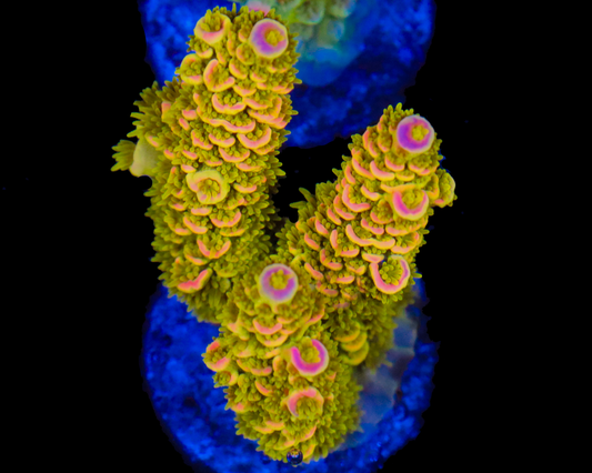 818'S AFTERMATH TENUIS