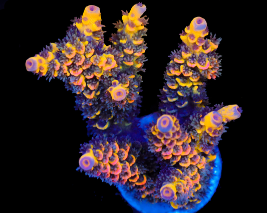818'S CIRCUS FREAK MINI COLONY GETS GRAFTED