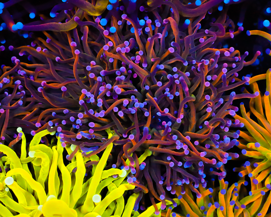 RAPUNZEL TORCH CHUNKY