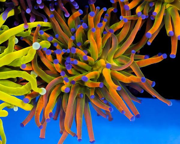 NEW RELEASE HOLY GRAIL TORCH