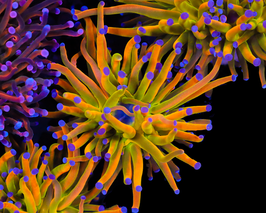 NEW RELEASE HOLY GRAIL TORCH