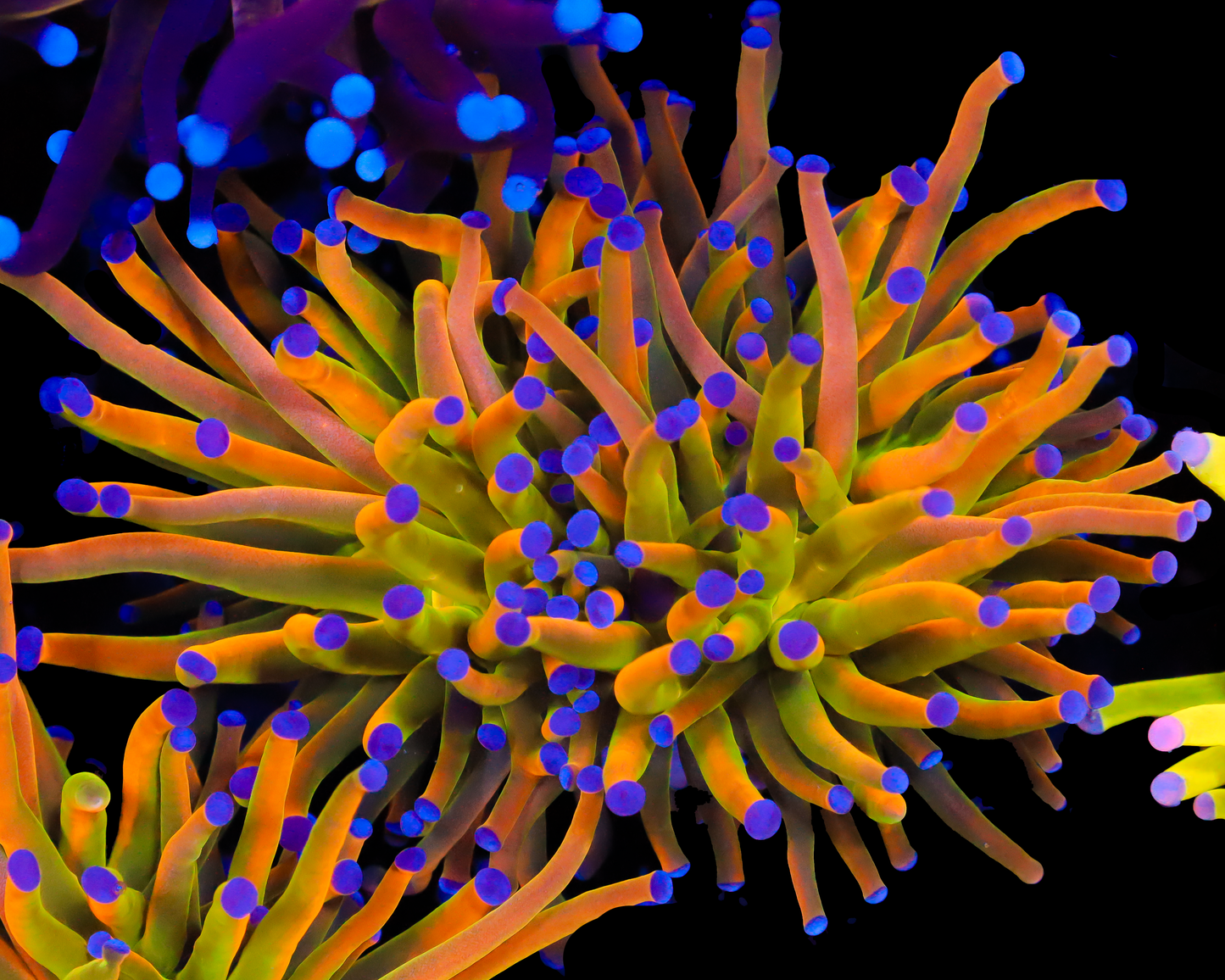 NEW RELEASE HOLY GRAIL TORCH