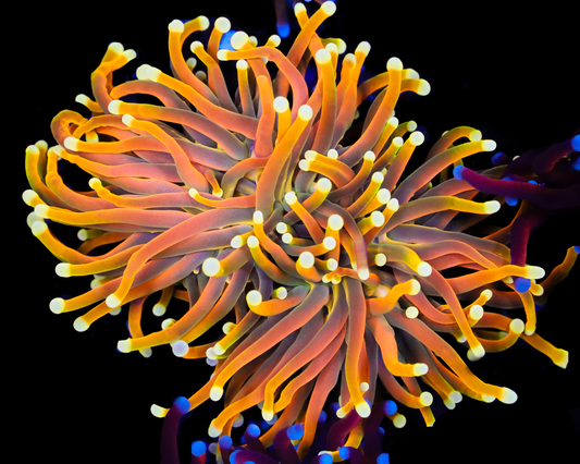 ULTRA INDO GOLD TORCH