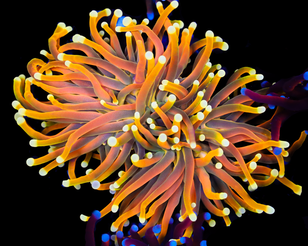 ULTRA INDO GOLD TORCH