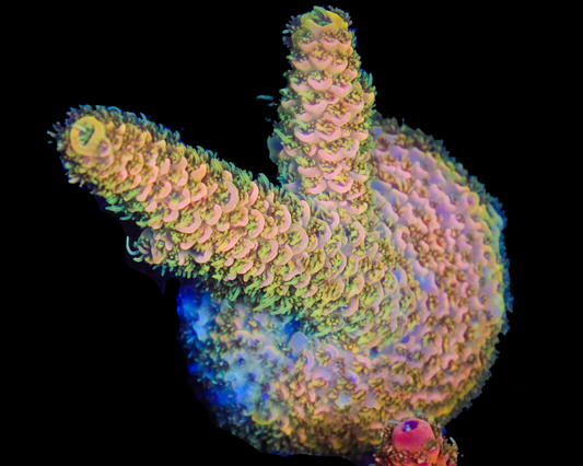 MULTICOLOR MILLIE