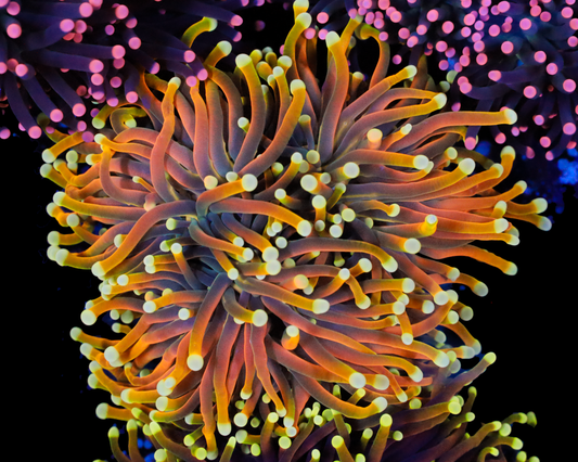 ULTRA INDO GOLD TORCH CHUNKY