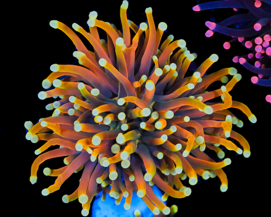 ULTRA INDO GOLD TORCH