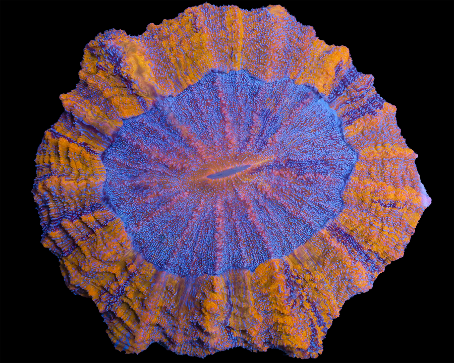 COLLECTOR ACANTHOPHYLLIA 7"