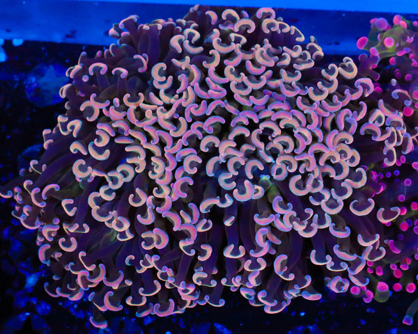 XL MALAYSIAN FAT HEAD BRANCHING HAMMER CULTURED