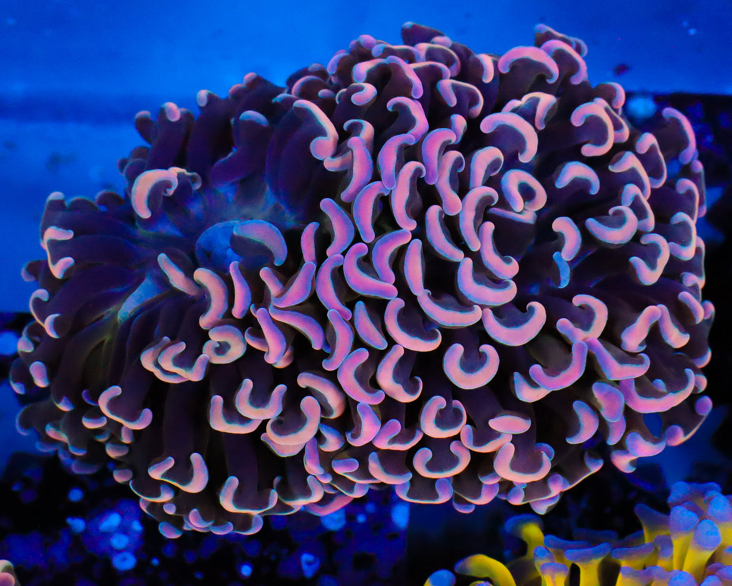 XL MALAYSIAN FAT HEAD BRANCHING HAMMER CULTURED