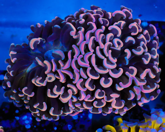 XL MALAYSIAN FAT HEAD BRANCHING HAMMER CULTURED